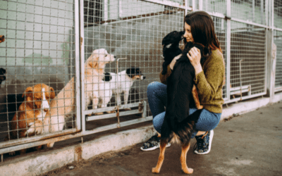 Adopt a Dog Month: Reasons Why Shelter Dogs Are the Best