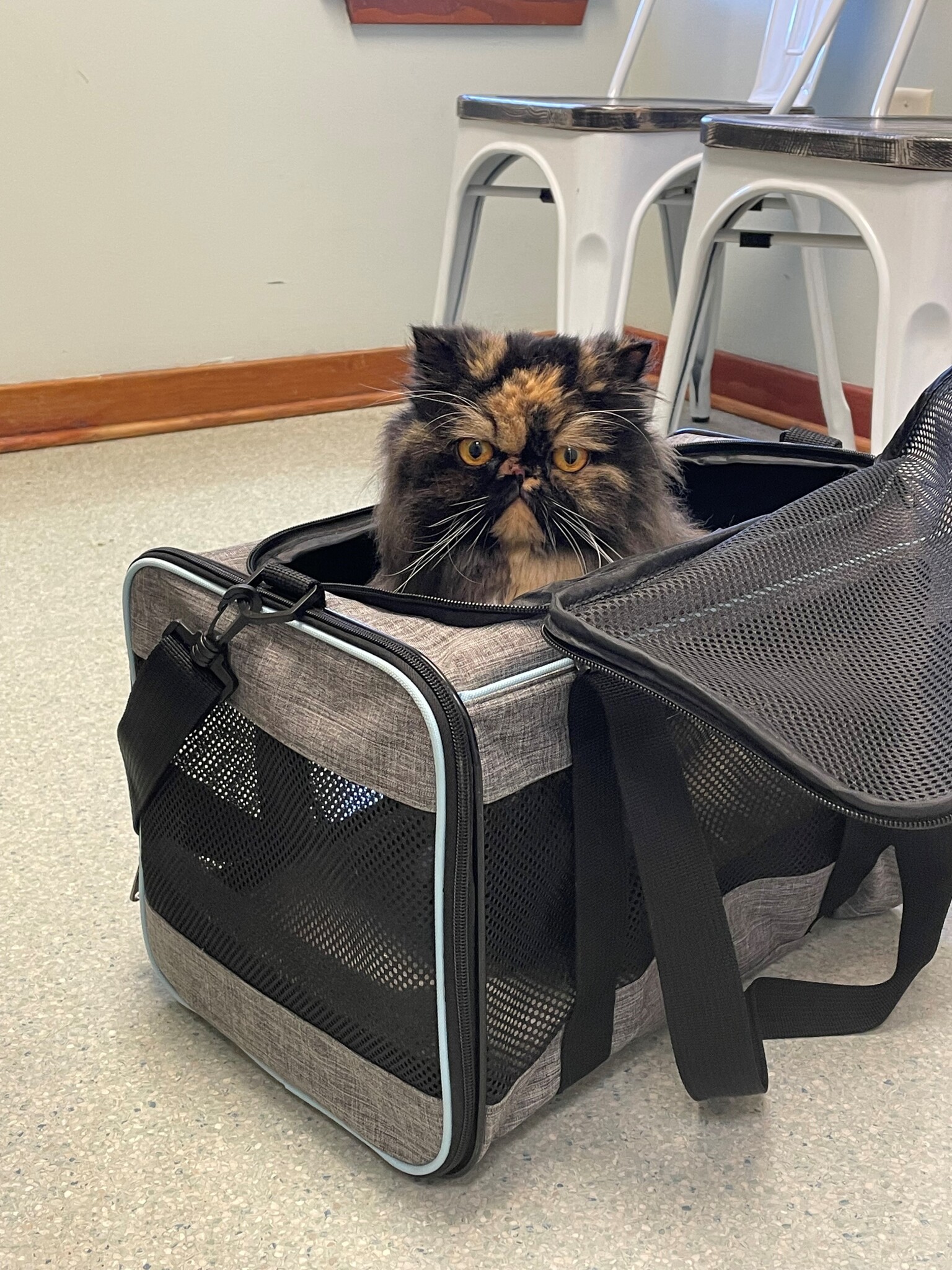 orange and black cat in carrier