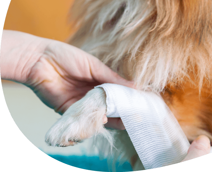 Soft Tissue Surgery